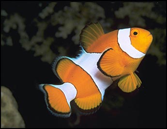 Amphiprion ocellaris (Falscher Clowfisch)