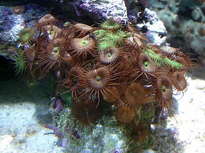 Krustenanemone