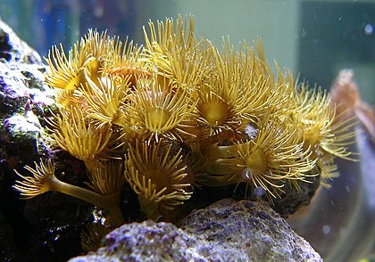 Gelbe Krustenanemone