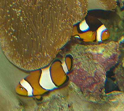 amphiprion ocellaris