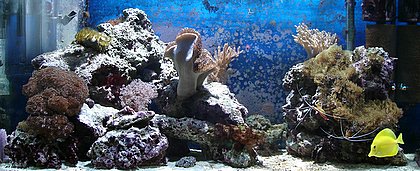 Mein MiniRiff Aquarium
