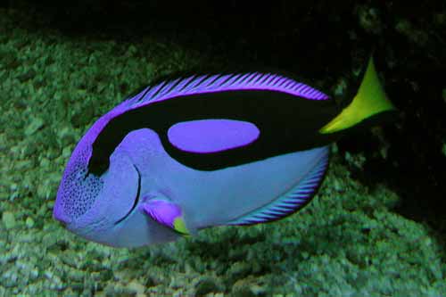 Paracanthurus heparus